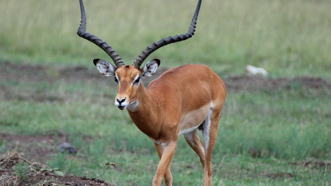 El Impala Un Antilope Bello Y Elegante Evolucion